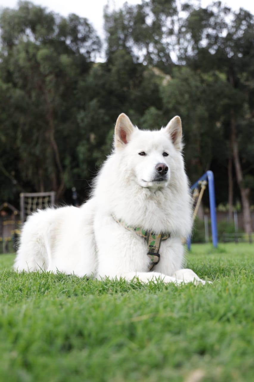 Perro blanco descansando en el parque